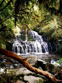 Scenic view of waterfall in forest