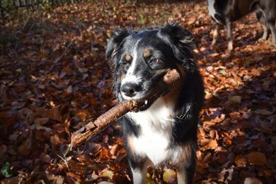 Portrait of collie dog