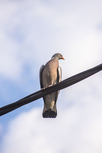 Low angle view of pigeon perching on cable against sky