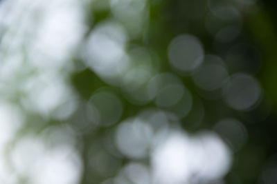 Defocused image of plants