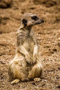 Squirrel sitting on land