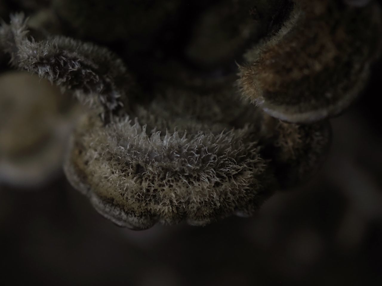 CLOSE-UP OF WHITE FLOWERING PLANTS