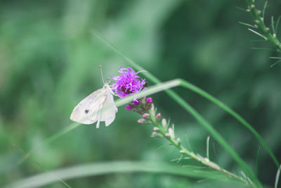 Close-up of butterfly on purple flower