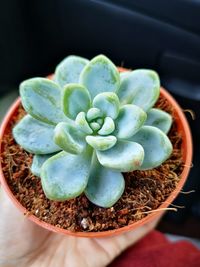 High angle view of succulent plant on table