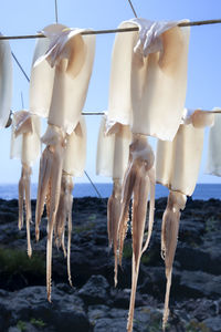 drying squid