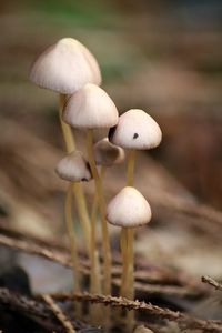 Close-up of mushrooms growing outdoors