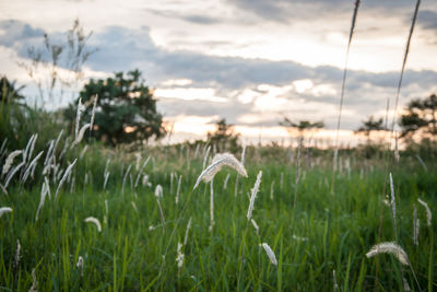 Close-up of plants growing on field against sky