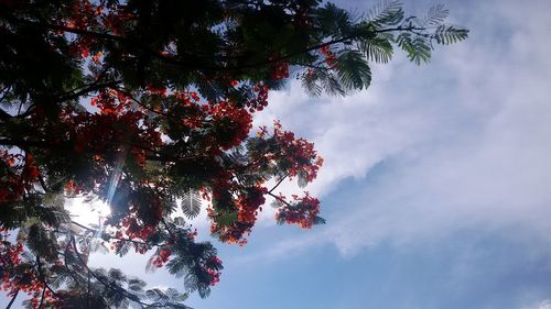 Low angle view of trees against sky