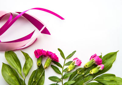 Close-up of pink flowers against white background