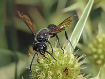 Close-up of insect on flower