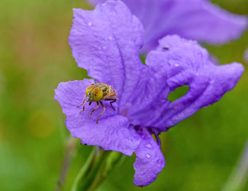 Close-up of bee pollinating on purple flower