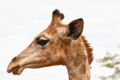 Giraffe against clear sky