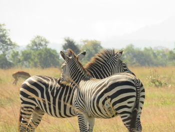 Zebras on grass against sky