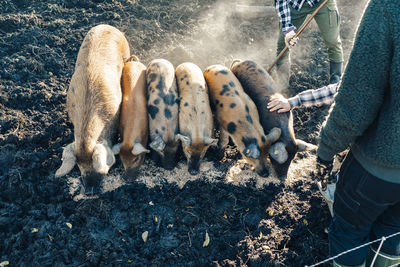 High angle view of farmers feeding pigs on organic farm