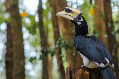 Close-up of bird perching on wood