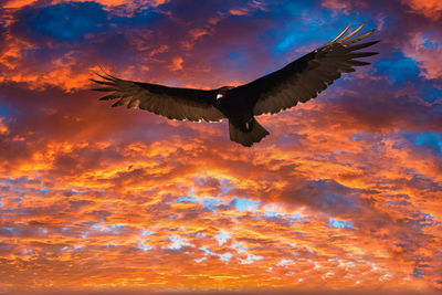 Low angle view of bird flying against sky during sunset