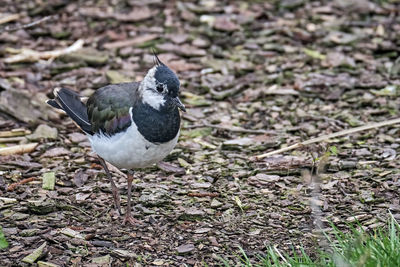 High angle view of bird on land
