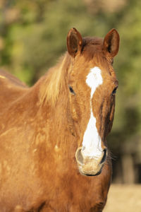 Close-up of horse standing outdoors