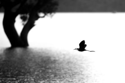 Silhouette bird flying over water