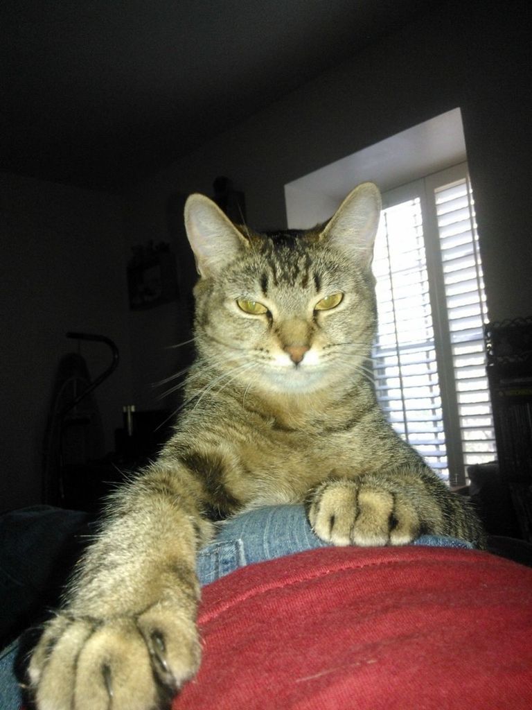 domestic cat, pets, domestic animals, cat, mammal, one animal, feline, animal themes, whisker, portrait, looking at camera, relaxation, sitting, indoors, close-up, animal head, front view, resting, alertness