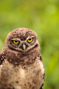 Close-up portrait of owl