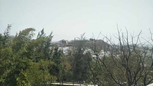 Plants and trees by building against clear sky