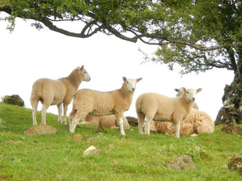 View of sheep on field under tree