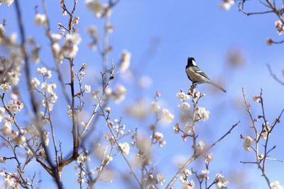 Close-up of bird perching on tree