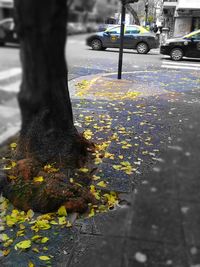 View of yellow flowering plant on street in city