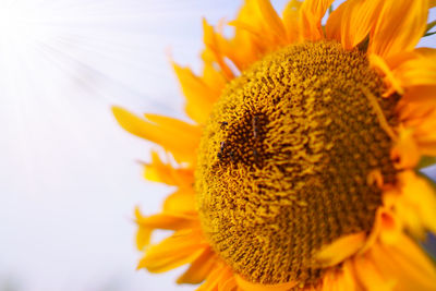 Close-up of sunflower