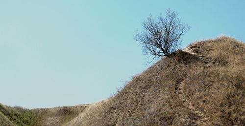 Bare tree on field against clear sky