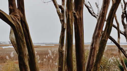 Close-up of trees on field against sky