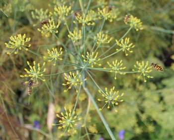 Close-up of flowers against blurred background