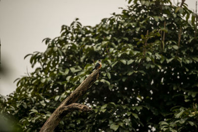 Low angle view of lizard on tree