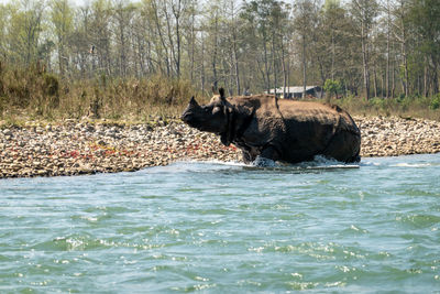 Side view of horse in the forest