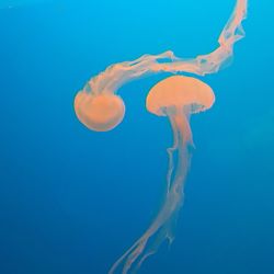 Close-up of jellyfish swimming in sea