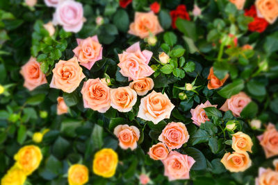 High angle view of flowers blooming outdoors