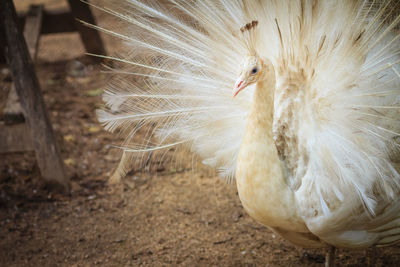 Close-up of a bird