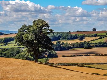 Scenic view of agricultural field against sky