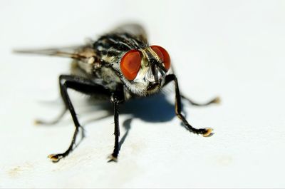 Close-up of insect