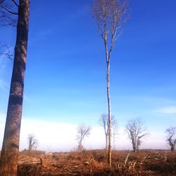 Bare tree on field against sky