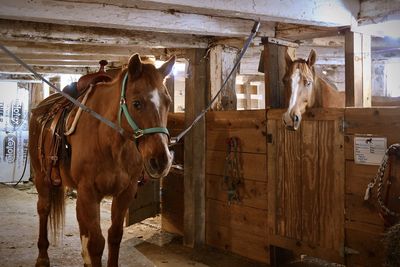 Horses in a barn