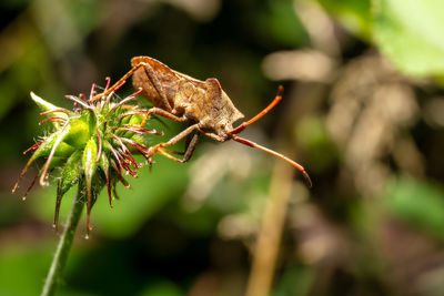 Close-up of insect on plant