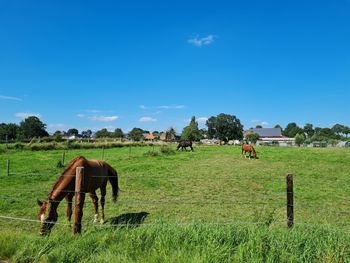 Horse grazing in field