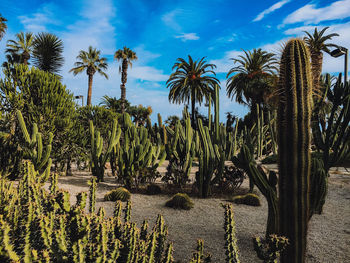 Palm trees by plants against sky