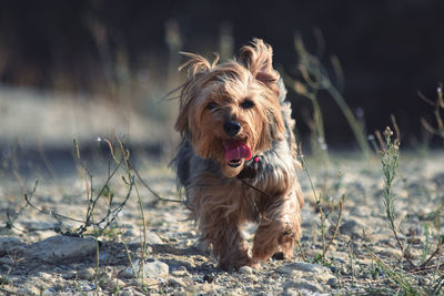 Dog looking away on field