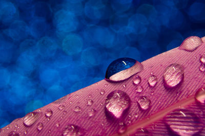Close-up of water drops on blue flower
