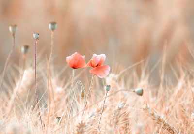 Close-up of flowering plant on field