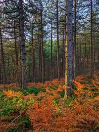 Trees in forest during autumn