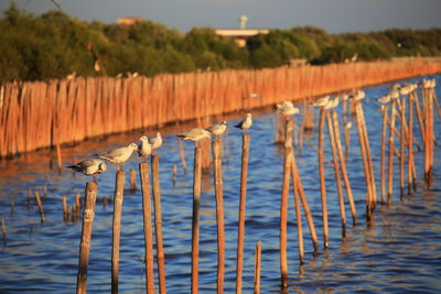 Seagull on wooden post in lake